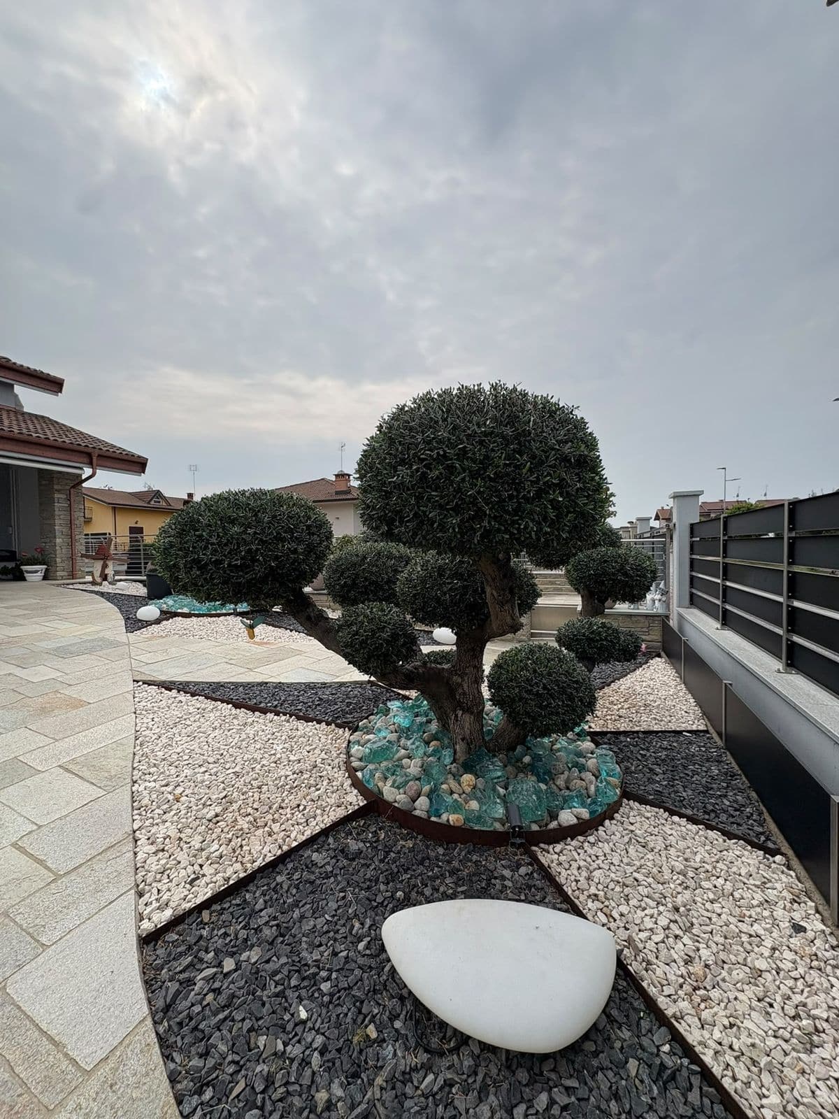 Olivo potato a nuvole al centro di un'aiuola in ghiaia bianca e nera, con bordure in corten e vetro azzurro